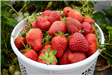 Bucket of Strawberries