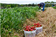 Pick Your Own Strawberries at Yoders Farm