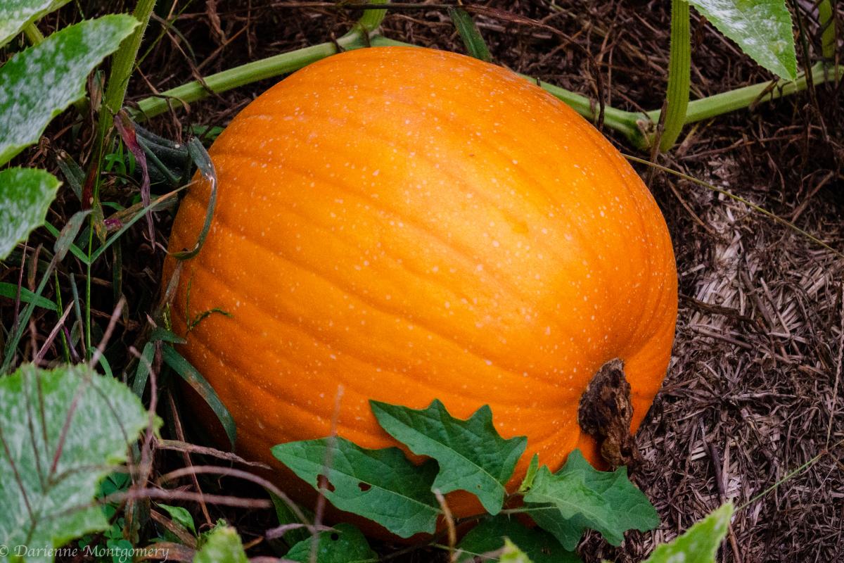 Giant Pumpkin of the Puckette Autumn Harvest