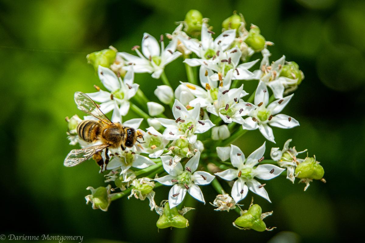 Honey Bee on Garlic Chive Flower Blossoms