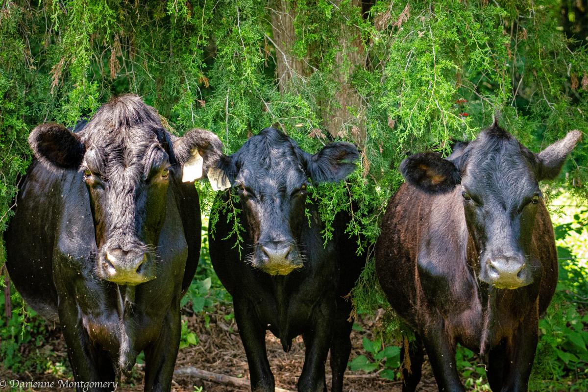 Three Beef Cows