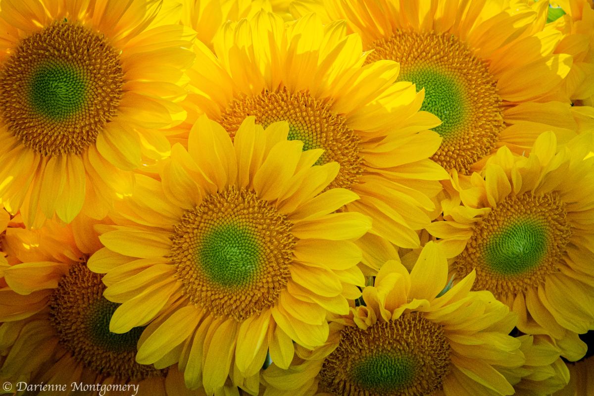 Wool Branch Farm Sunflowers