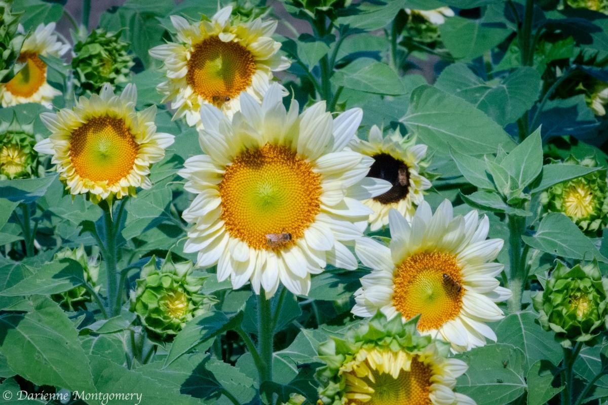 Wool Branch Farm White Sunflowers