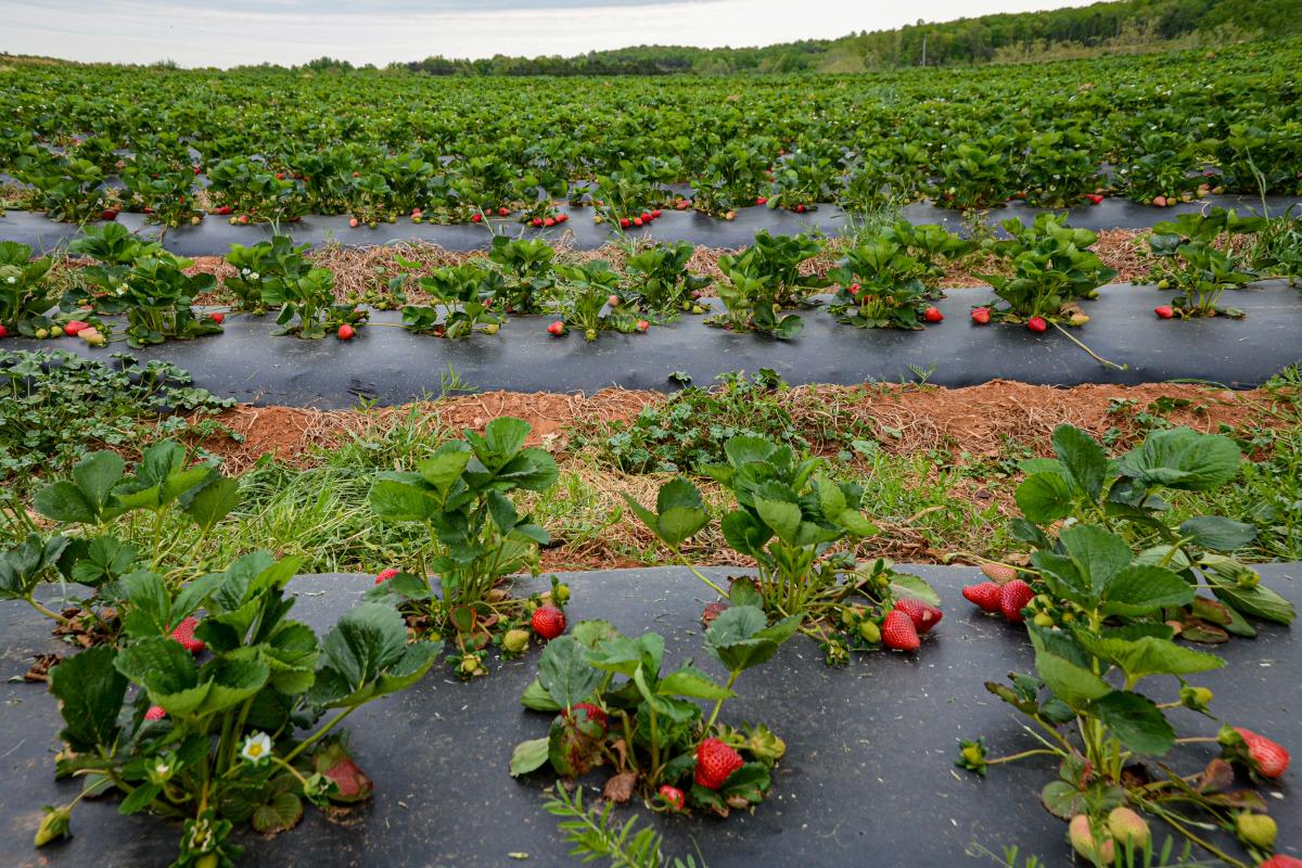 Yoders' Farm Strawberry Patch